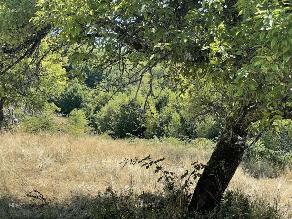 Teren Extravilan in mijlocul naturii. - 22