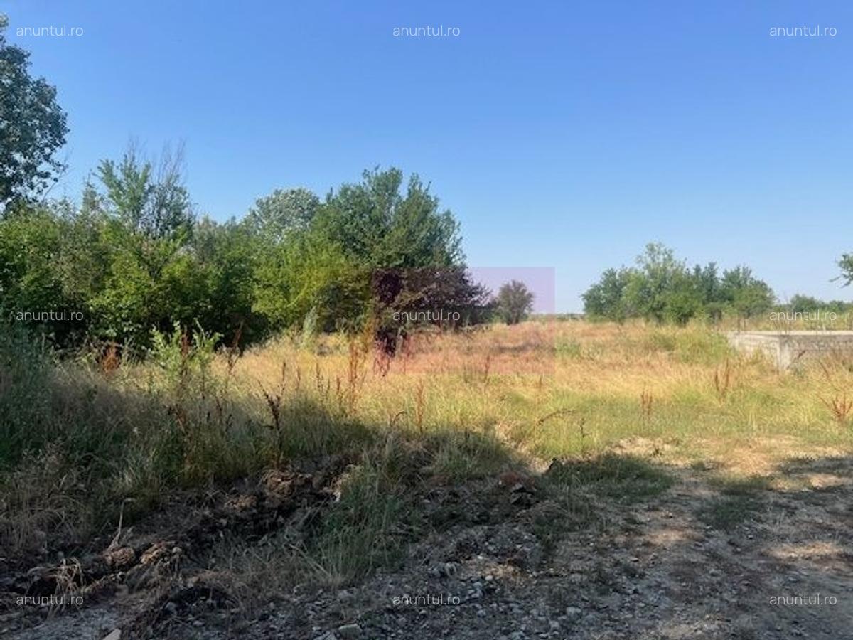 Teren Clinceni- Ordoreanu- langa Dig - 3