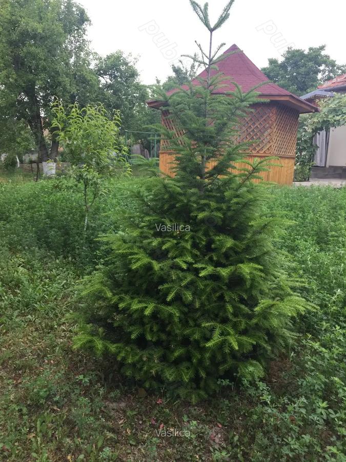 Casa de vanzare Parscov, Buzau - 2