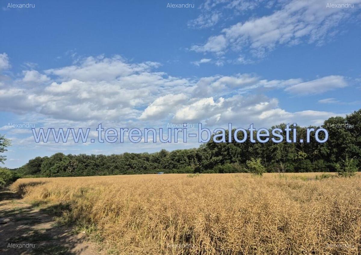 Teren ieftin la liziera padurii Balotesti, 350mp - 6