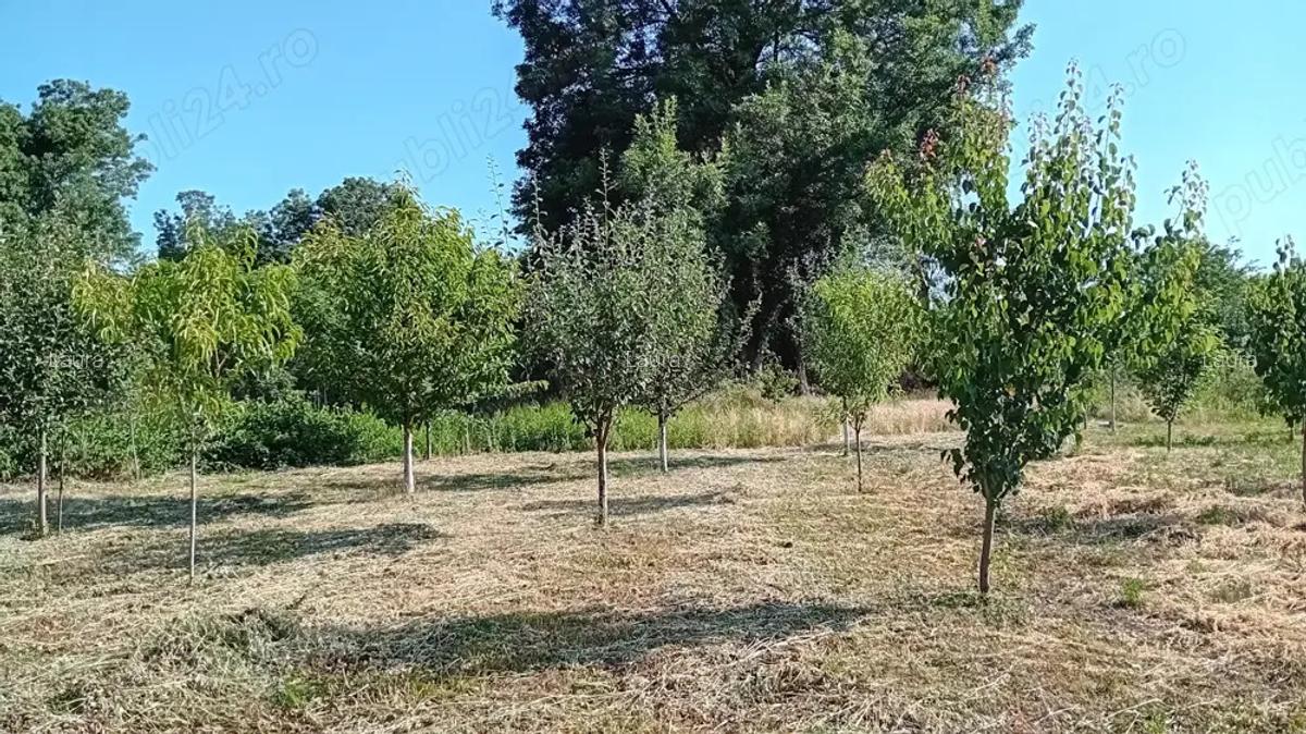 Vanzare proprietate - 3