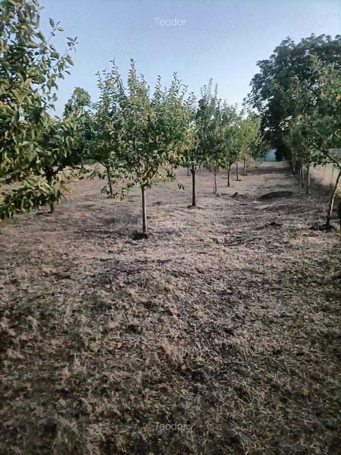 Vand casa in Barsanesti, judetul Botosani, teren 3868 mp - 3