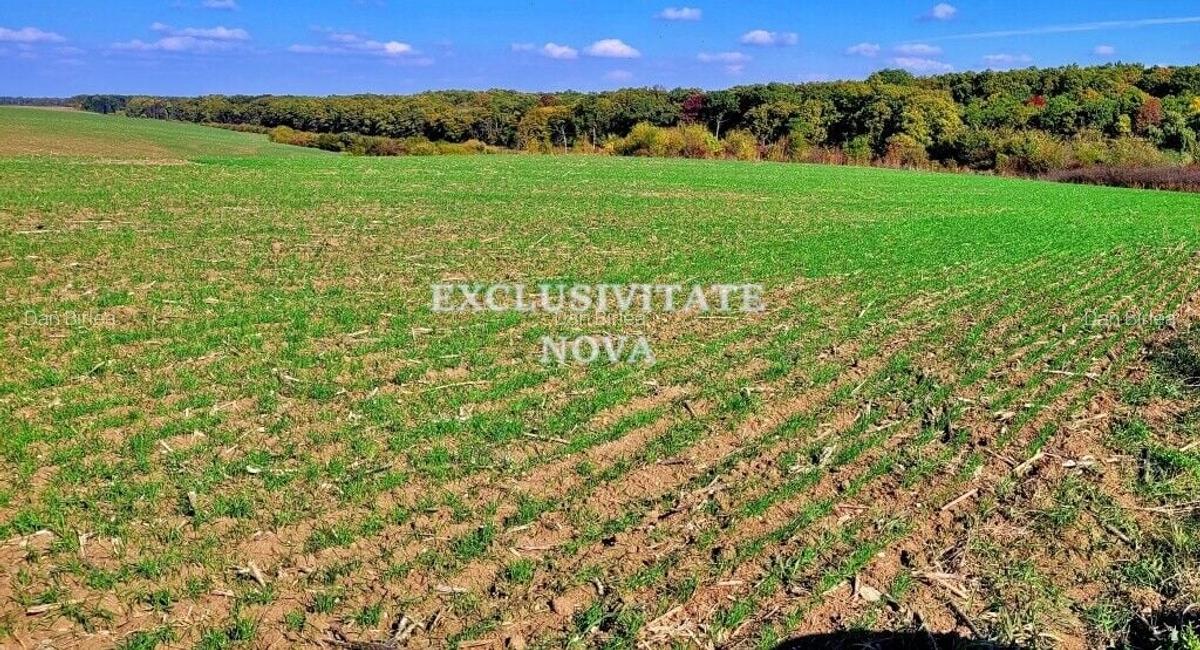 Teren Construcții intravilan de 91000 mp, în Snagov - 18