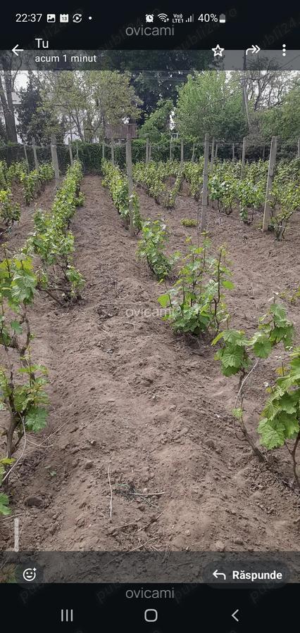 Casa centru Daneti, 80mp, curte si gradina 3.000 mp, apa + curent - 6