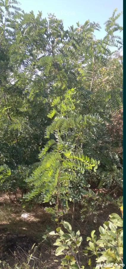 Vand casa plus pamant in sat Horia judetul Braila. - 4