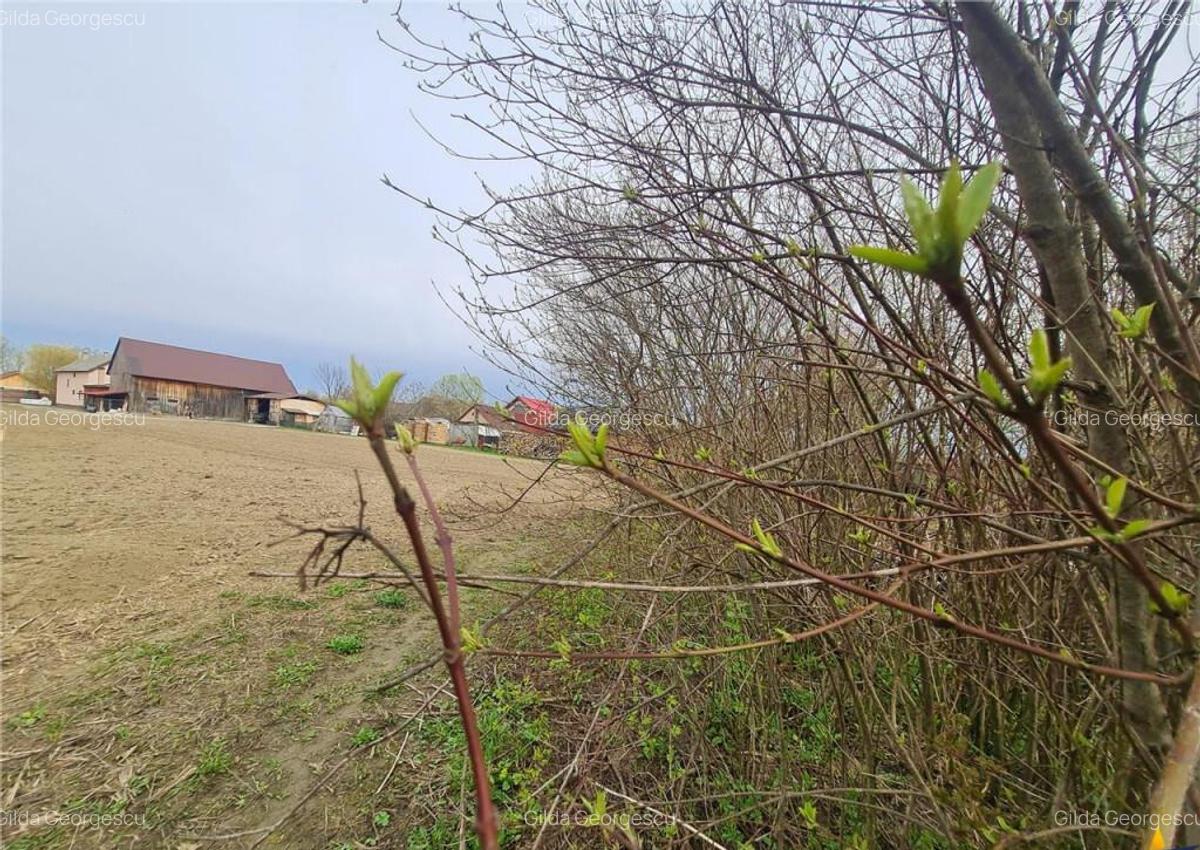 Teren 1.700 mp intravilan, natura, vecinatati bune, potentia - 12