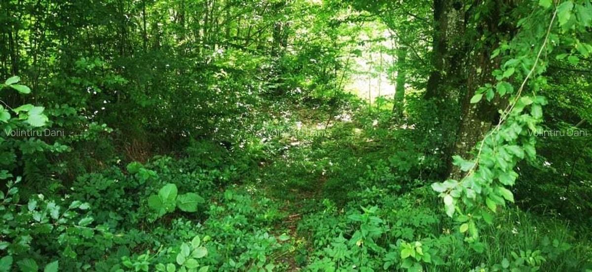 Teren Valiug 900-2400 mp acces auto utilita?i negociabil - 20