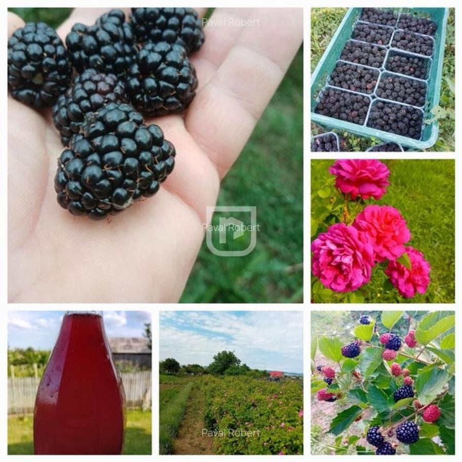 Ferma agricola, plantatii de mure, trandafiri, vita-de-vie - 17