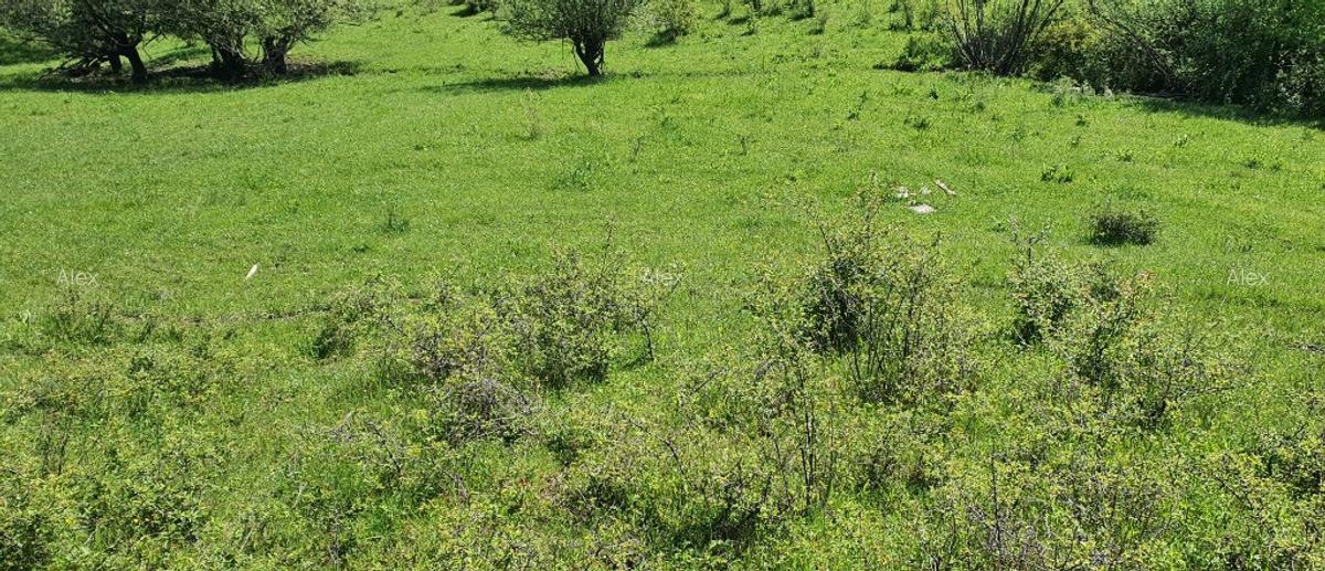 Teren 5.850mp poieni?a de vis la 2km de dunare, crusovita - 5