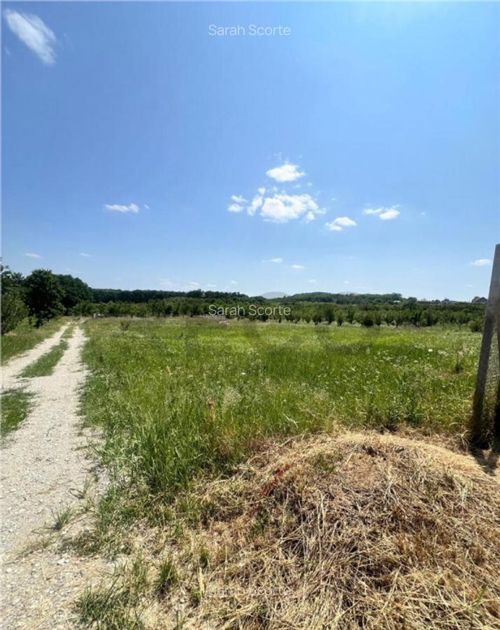 RECO teren in Paleu - 2