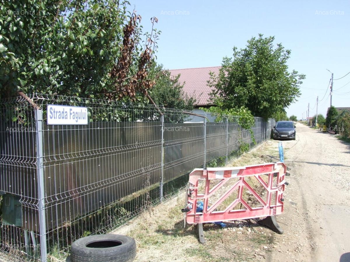 Domnesti-Teghes(Pinului). - 2