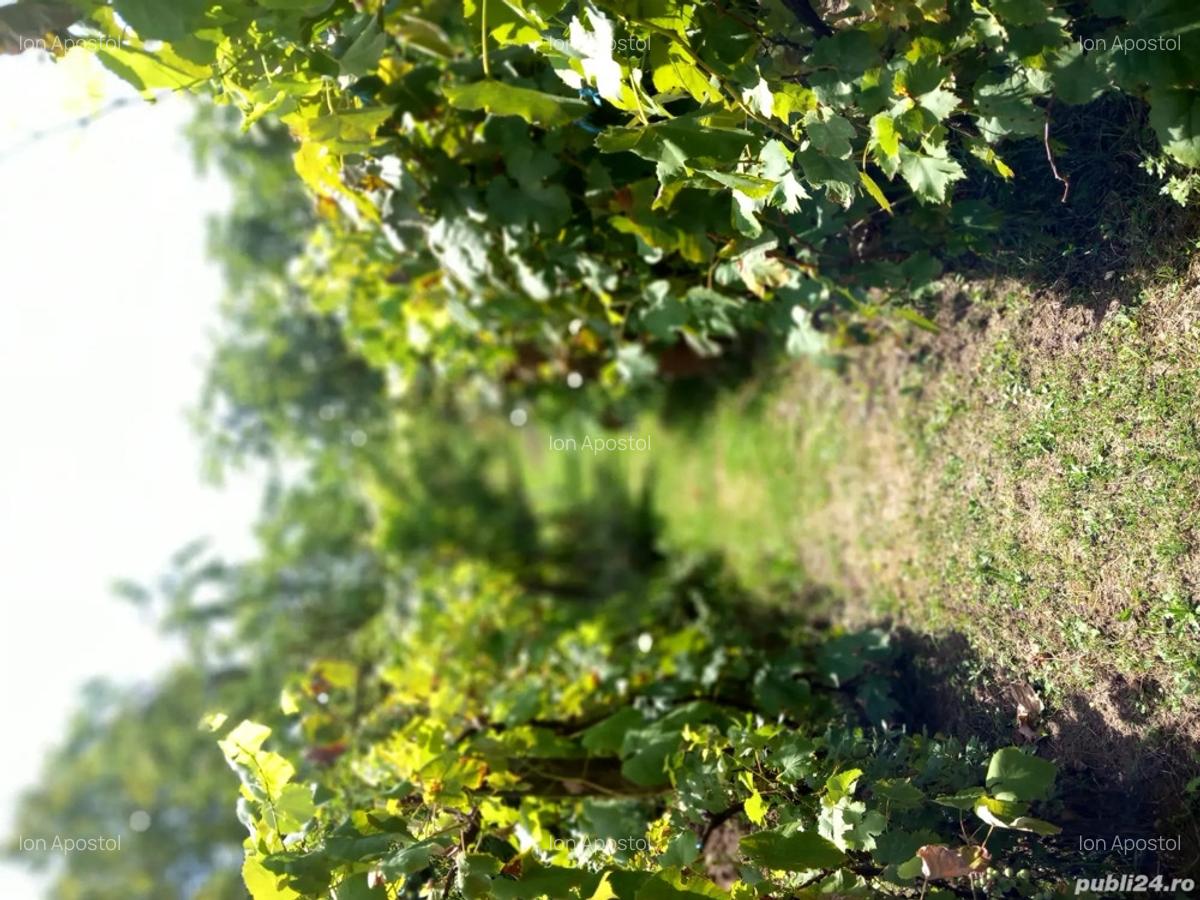 Casa cu etaj ?i gradina - 7