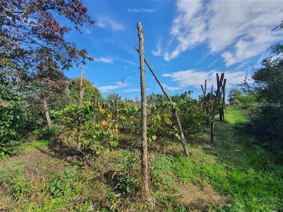 Teren de vanzare in Hemeius Margineni, județul Bacau - 8