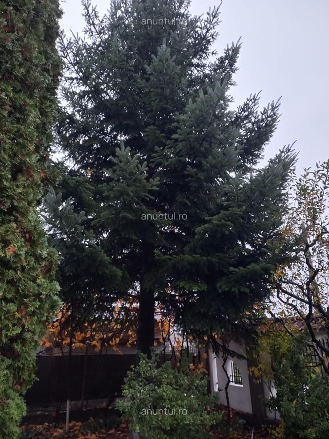 Motaieni, Dambovita - 5