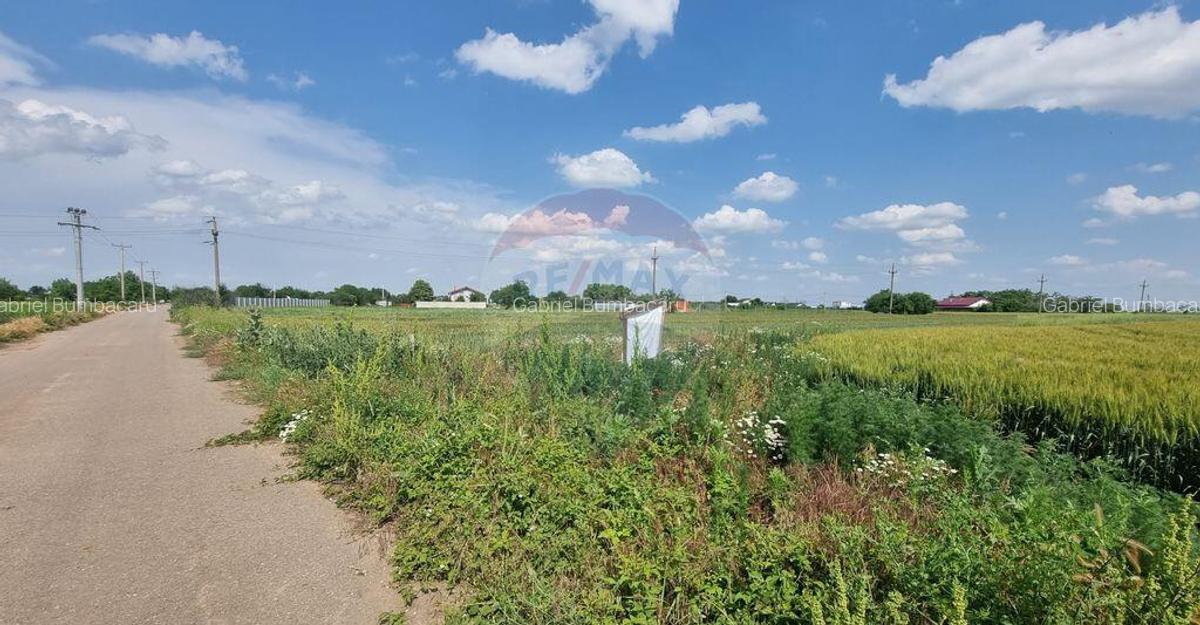 Teren intravilan - 17.500 mp - Gostilele Fundulea - 7 Teren intravilan - 17.500 mp - Gostilele Fundulea - 7