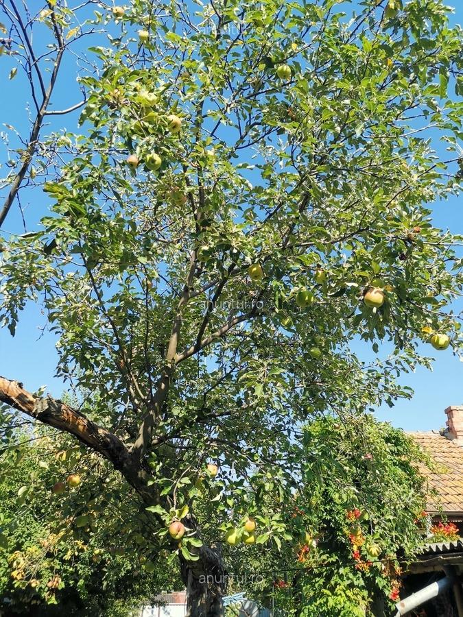 Cosereni, Ialomita - 8