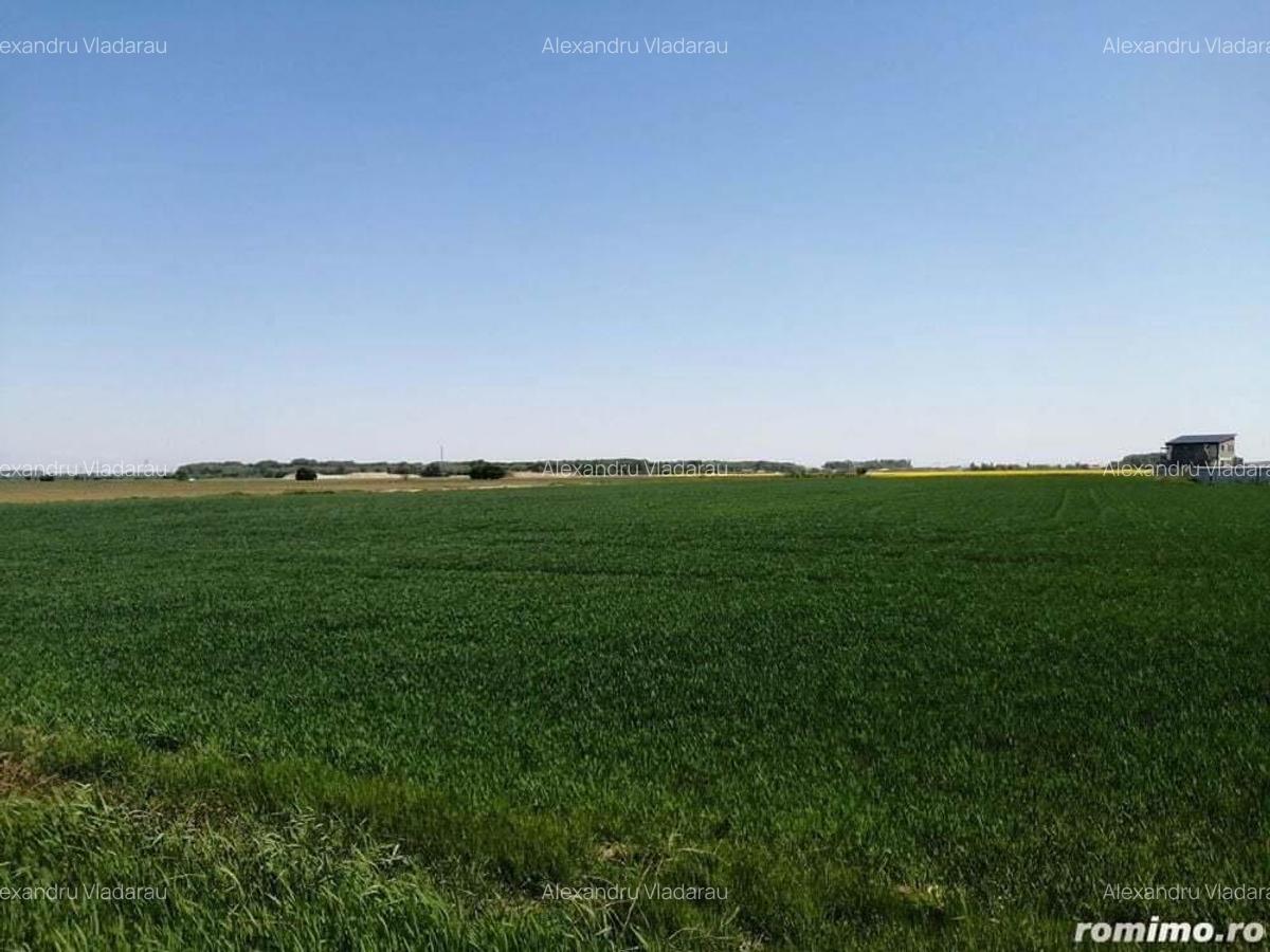 Teren intravilan 5114 mp in comuna 1 Decembrie - Ilfov - 2