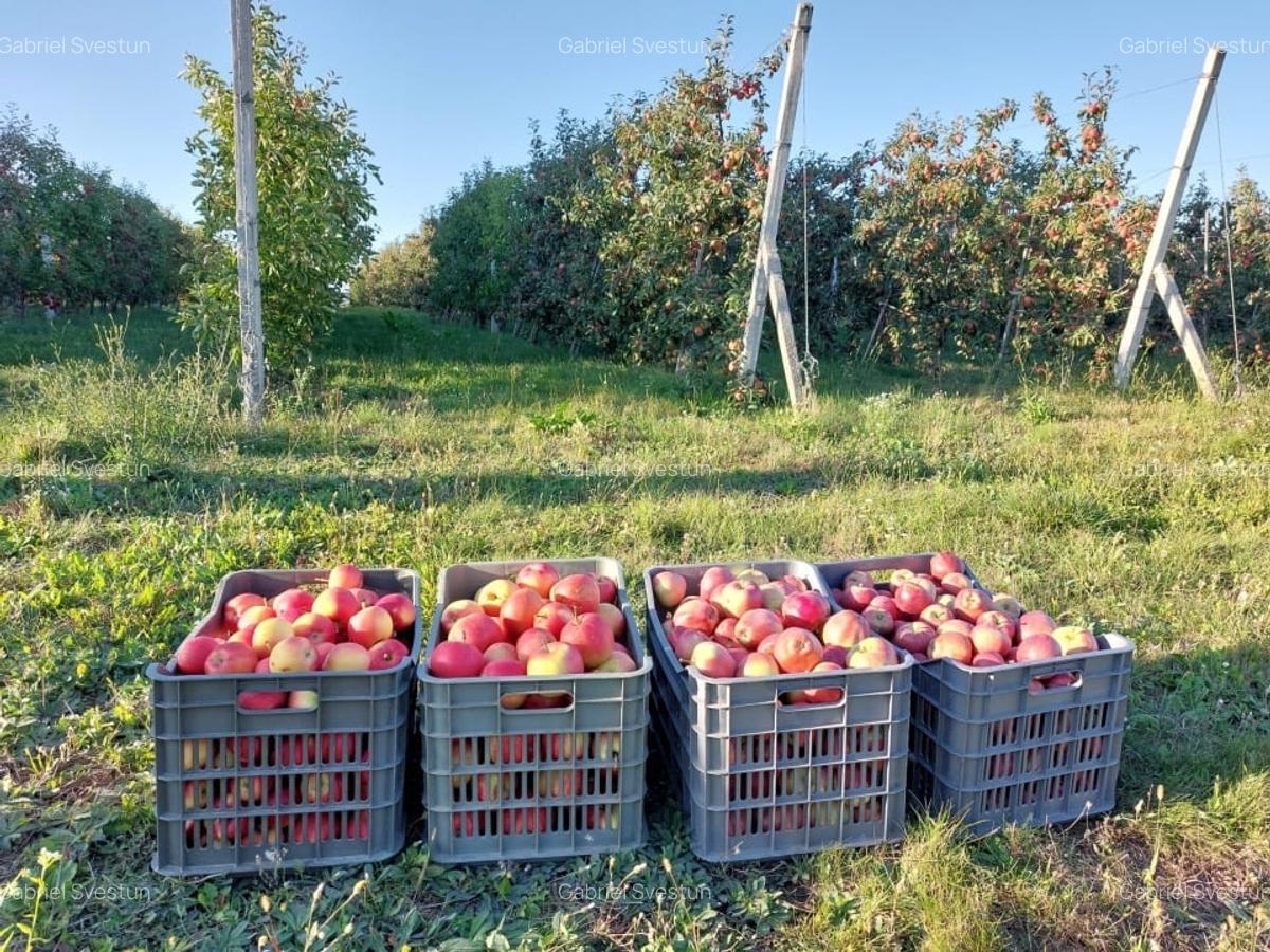 Vand livada meri, sistem intensiv, teren intravilan, Bosanci, Suceava - 2