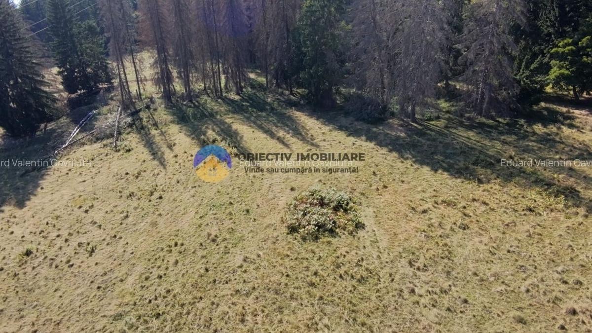 Teren de vanzare 5000 mp - Piatra Neamt - 6