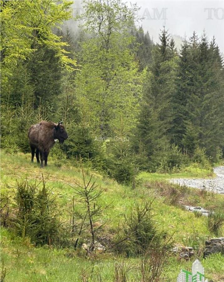 SUPER OPORTUNITATE, DE VANZARE O PROPRIETATE SPECIALA, MUNTE - 9