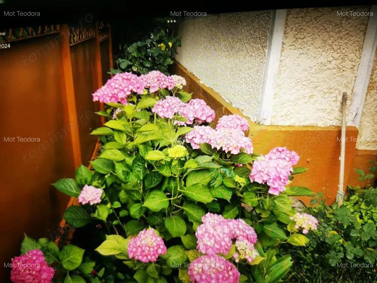 De vanzare casa in Buzad- 709 - 16