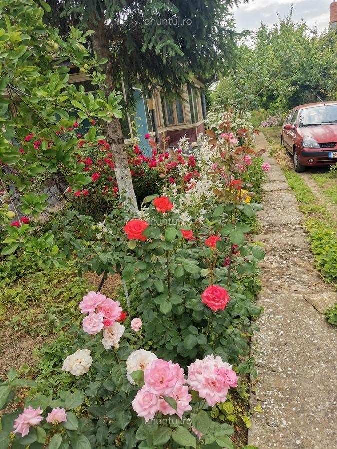 Cosereni, Ialomita - 12