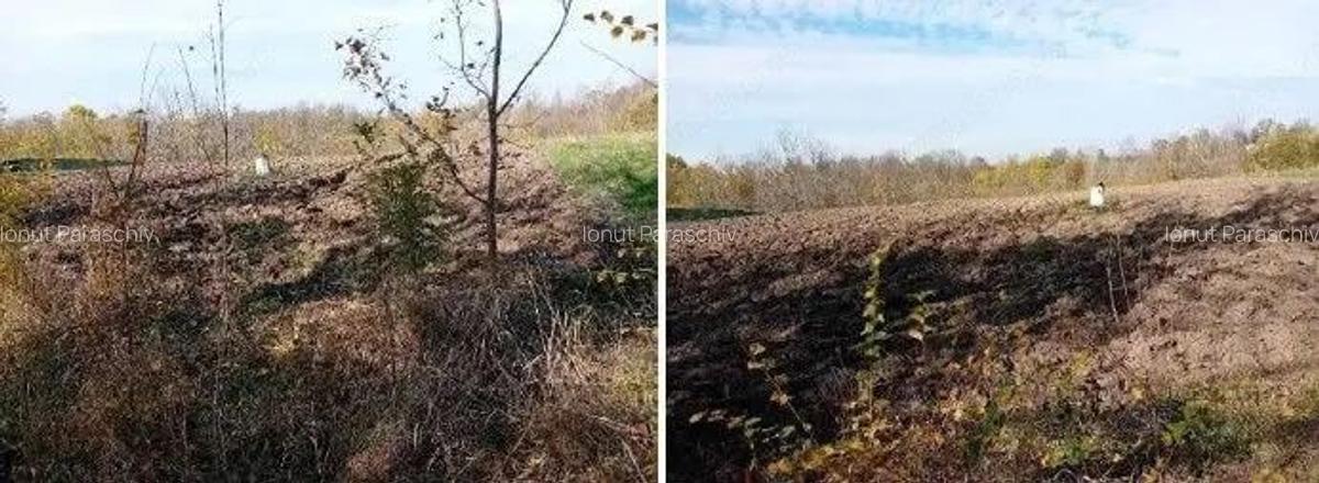 Teren Ungheni, ID: R2832820 - 7