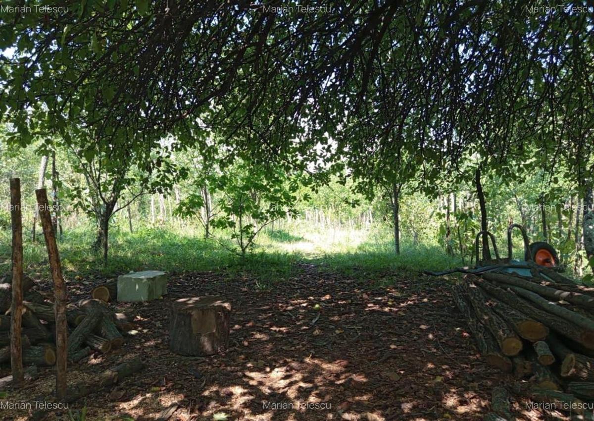 Ilidia, Casa de Vacanta, 3 Camere, 899mp Teren, Usor Negocia - 8