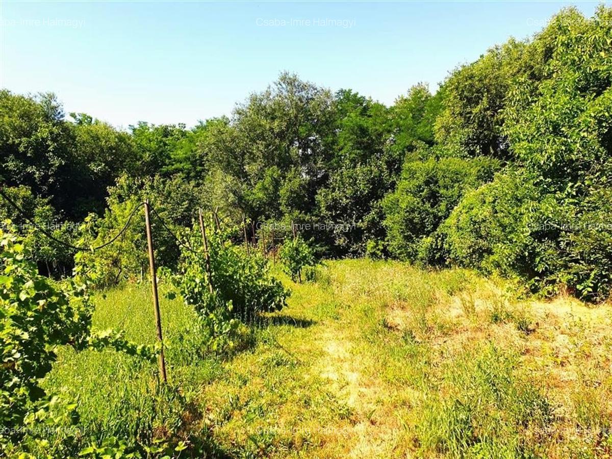 Casă individuală cu 2 camere în Ginta - 14