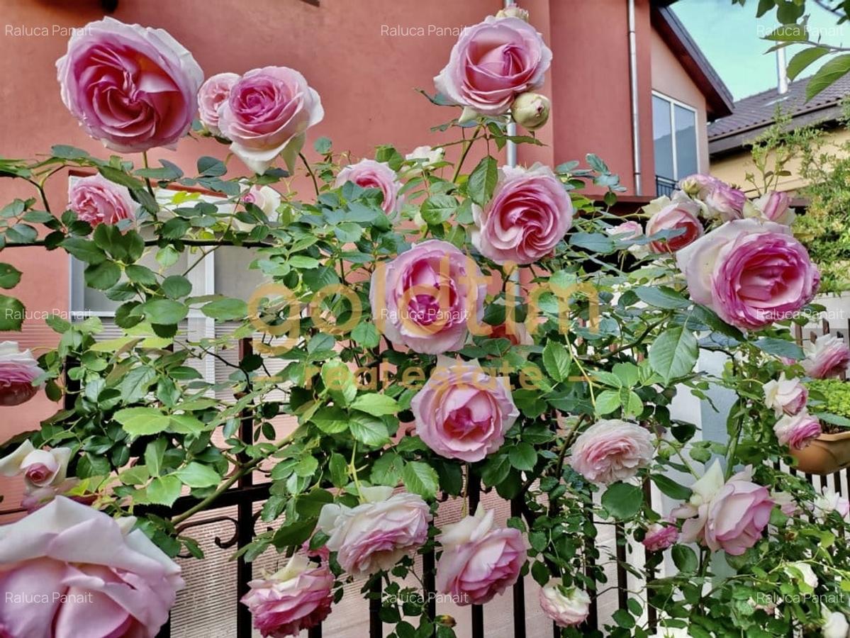 IANCU NICOLAE/ GRADINA SUPERBA/LOCURI DE PARCARE/SPATII GENEROASE - 50