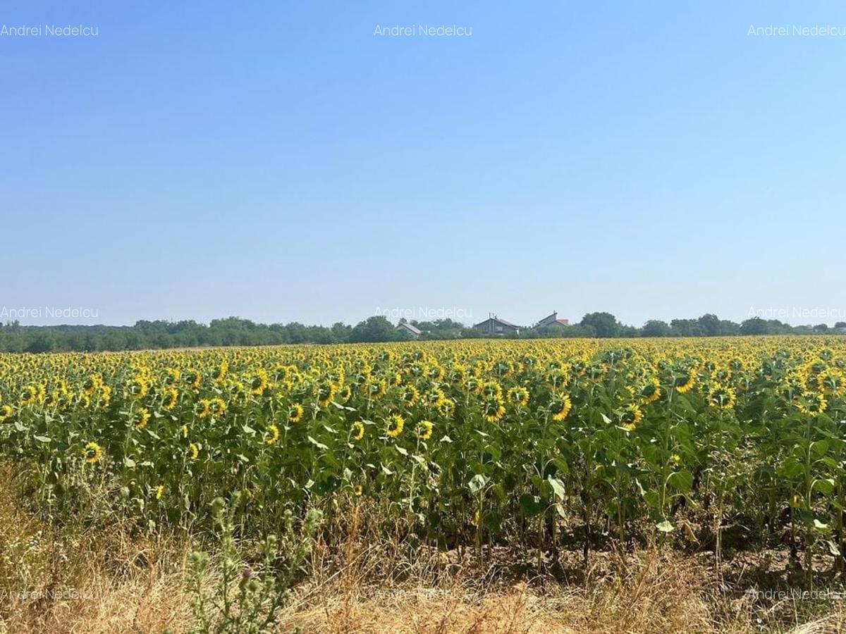 Teren Intravilan Balotesti Biserica Sfantul Nicolae COMISION 0% - 7