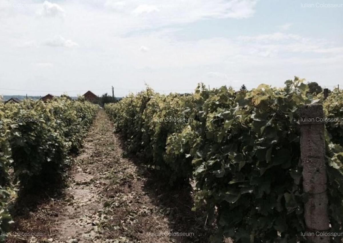 Teren de vanzre in Pitesti 53.000 mp + Conac Boieresc - 10