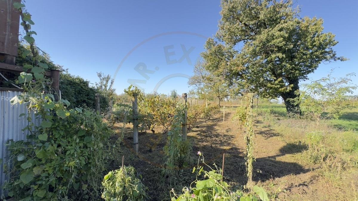 Casa de vinificatie 2 camere cu Teren 1389 mp - Gradina Viilor ,,Nyulhat,,-Carei - 8 Casa de vinificatie 2 camere cu Teren 1389 mp - Gradina Viilor ,,Nyulhat,,-Carei - 8