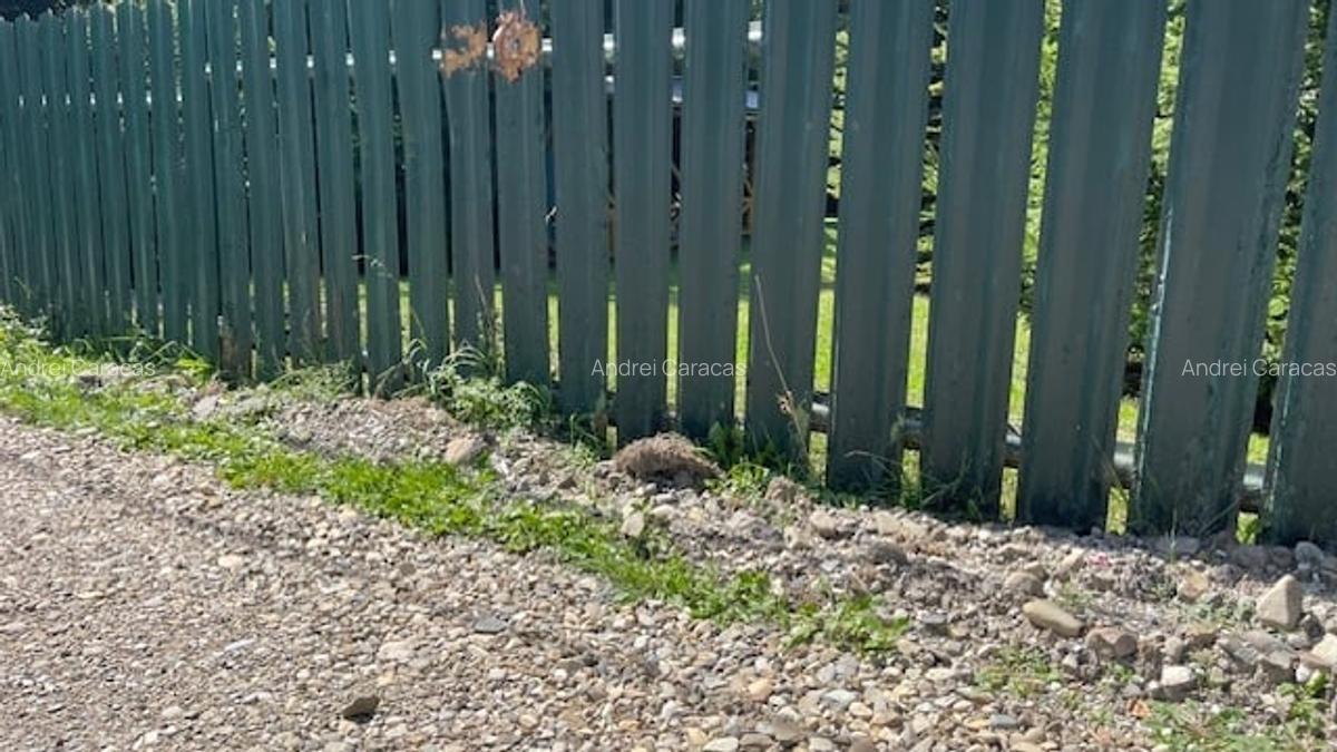 Casa cu Teren de 3000 metri patrati de vanzare - 10