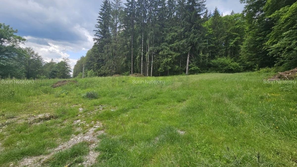 Teren Construcții intravilan de 7546 mp, în Valea Doftanei - 5