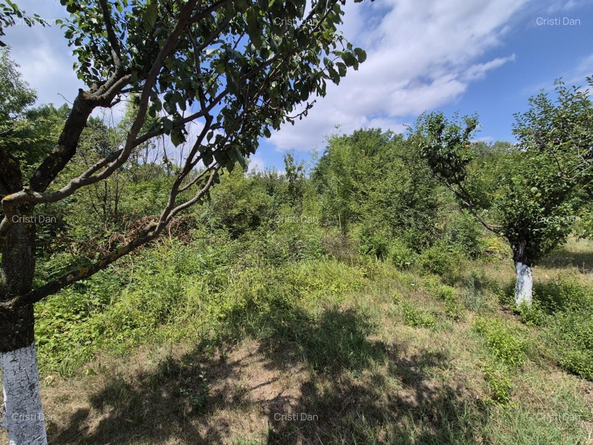 Voluntari - Popasului stradal inchiriere 500 mp teren - 6