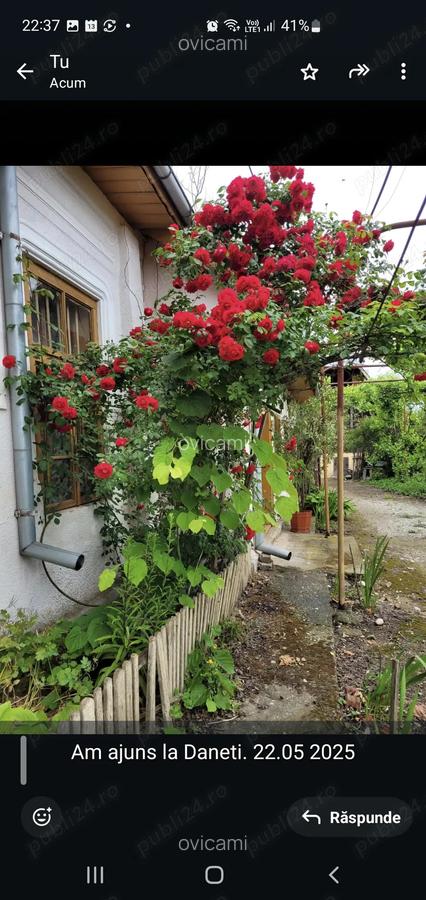 Casa centru Daneti, 80mp, curte si gradina 3.000 mp, apa + curent - 4