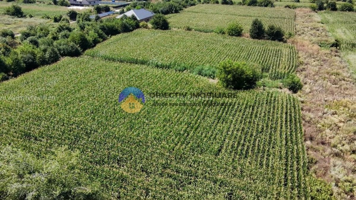 Teren intravilan 3866 mp Dumbrava Rosie - 1