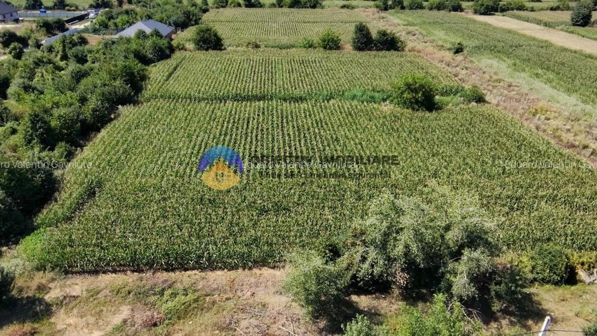 Teren intravilan 3866 mp Dumbrava Rosie - 2