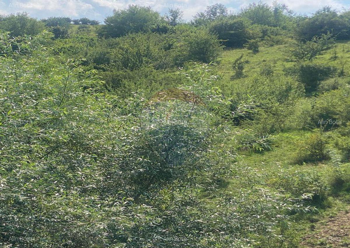 Teren de vanzare 8,700 mp Tarlungeni, comision 0 cumparator - 3