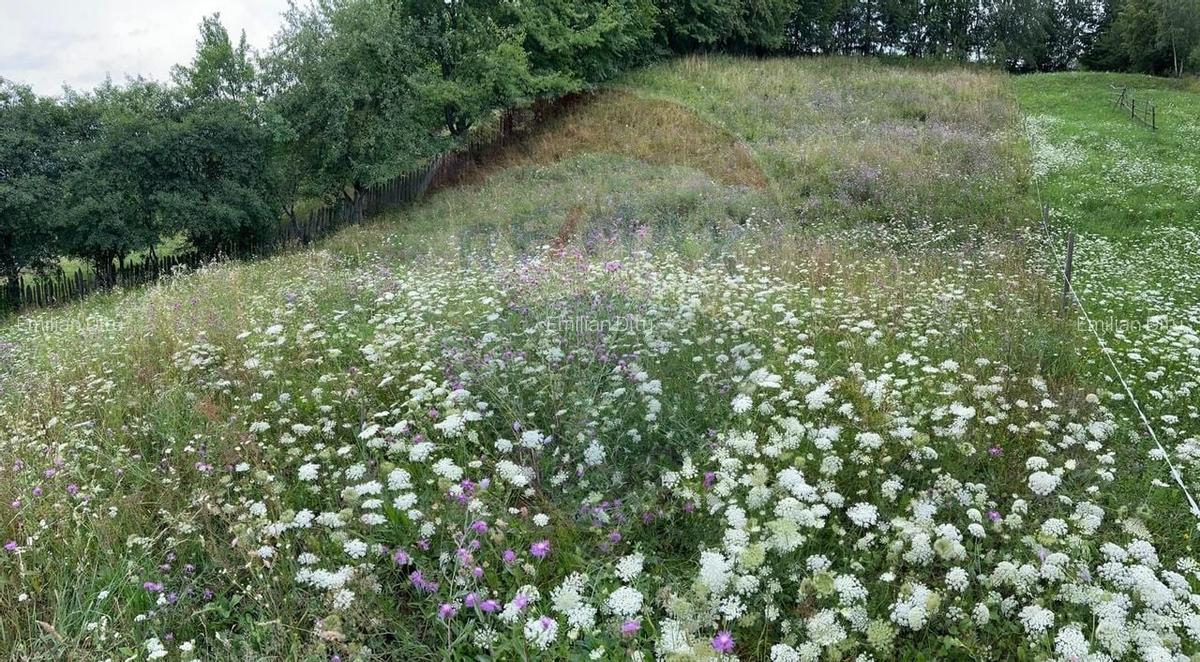 Teren 3,311mp Molid -Vama, Strada Stefan cel Mare, Suceava - 3