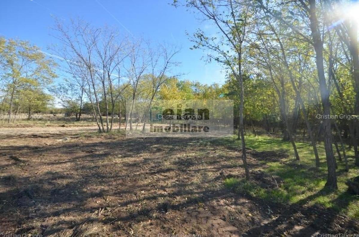 Snagov Ciofliceni Mânastire- Teren 1432 mp, d 60 m, curent gaze asfalt - 5