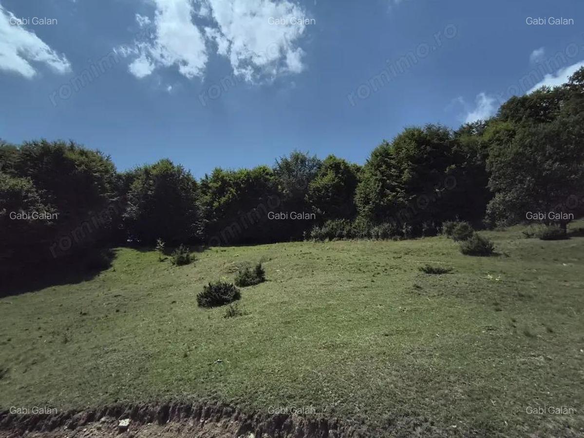 Teren - padure Teliu - Bradet - 6