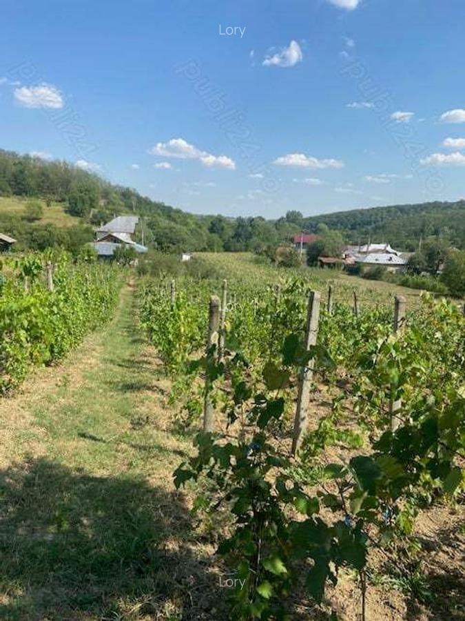 Vand casa Dragasani, Carcadiesti - 10