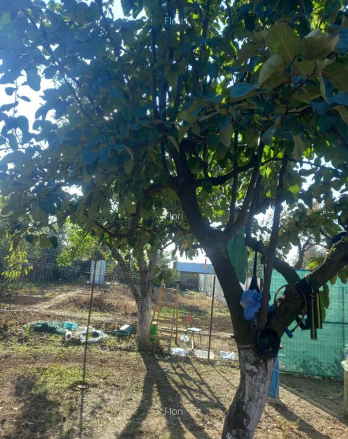 Casa cu teren Plopsoru, Giurgiu - 4