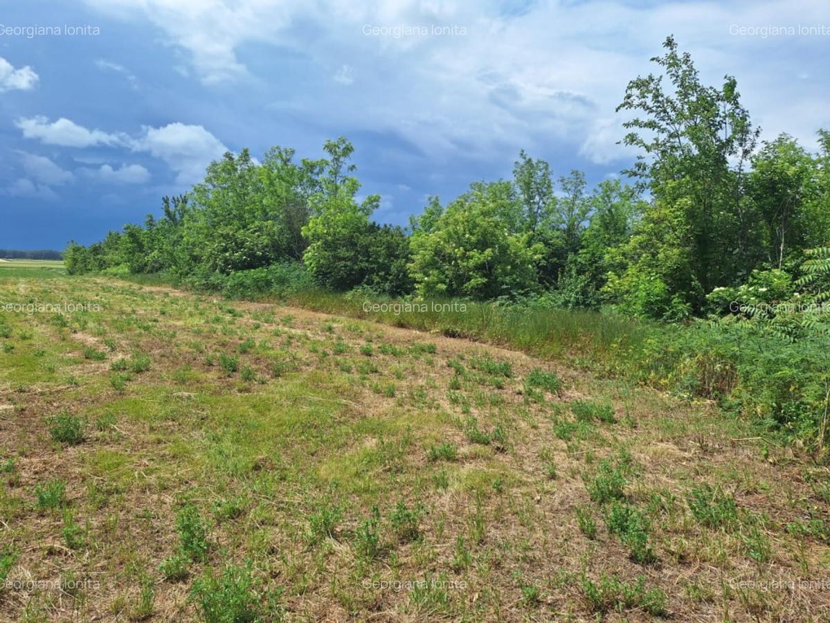 Teren Construcții intravilan de 4186 mp, în Belciug - 8