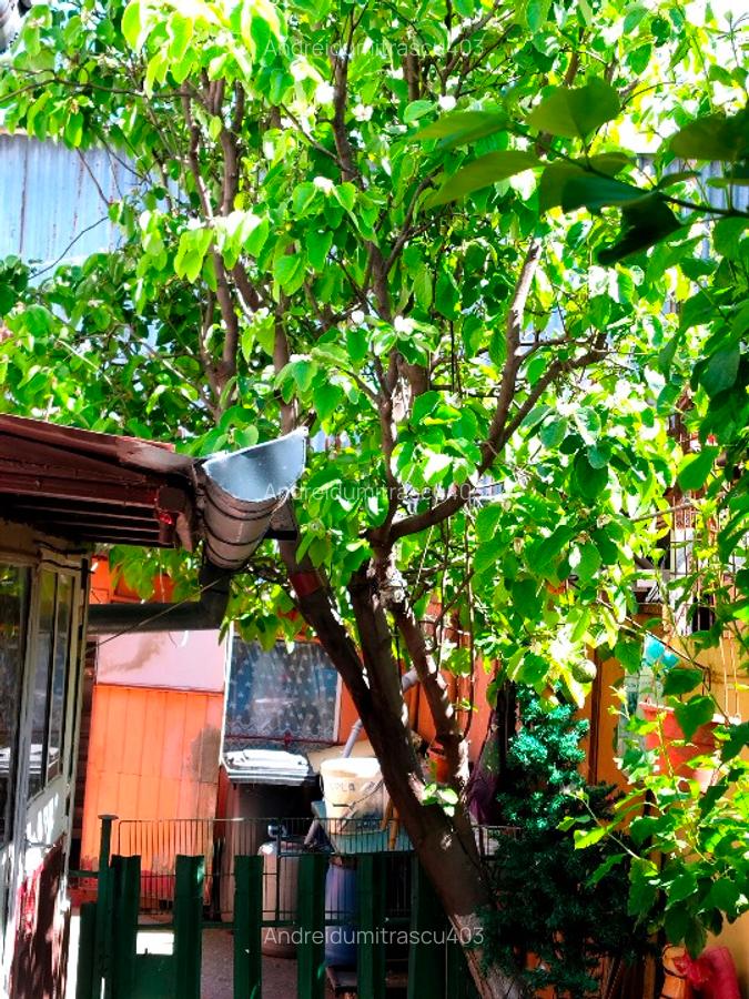 CASA+TEREN 266mp ona parc carol viilor - 3