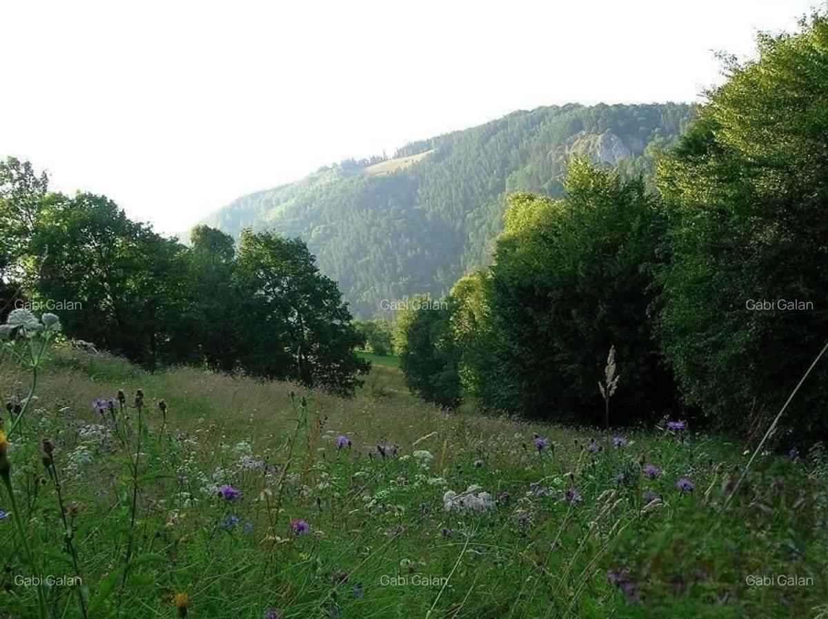 REZERVAT - TEREN BRAN - OPORTUNITATE INVESTITIE - 2