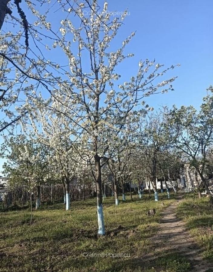 Vila 9 camere***gradina cu pomi fructiferi//1085 mp teren***Dragomiresti-Deal - 2