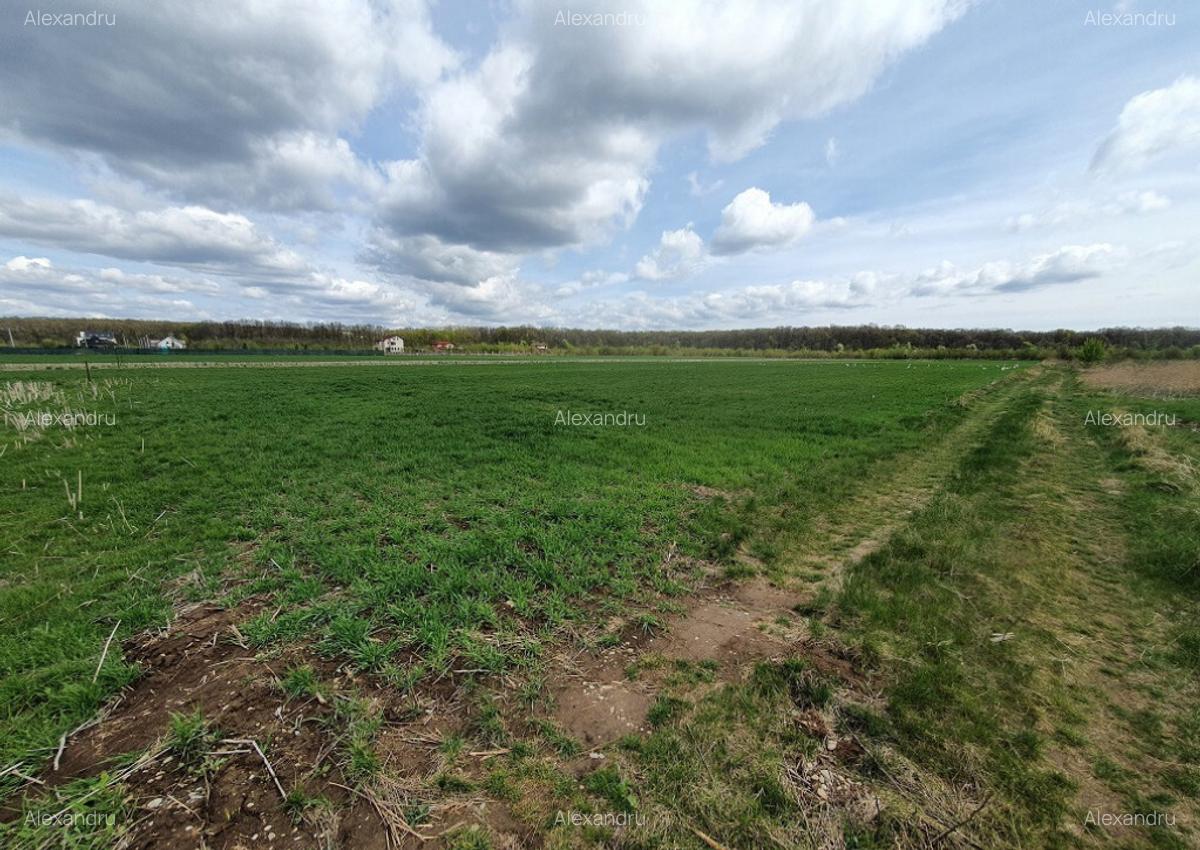 Teren langa padure si utilitati,800 mp,37000 euro - 11